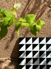 Load image into Gallery viewer, Zellige découpe Geometric